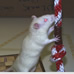 rat 1