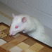 rat 2