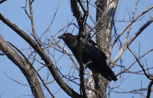 Crows Habitat