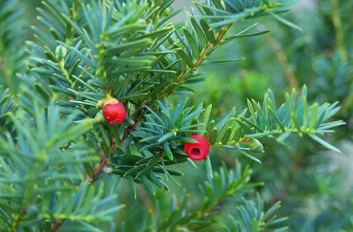 American Yew