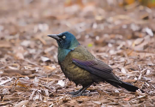 Common Grackle (Quiscalus common grackle flight. Common Grackle (Quiscalus