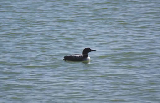 common loon facts. Common Loon