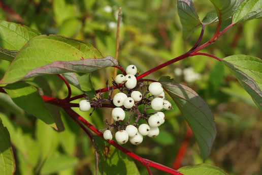 Redosier+dogwood+shrub