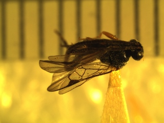 Microgastirinae specimen 2 (320x240).jpg