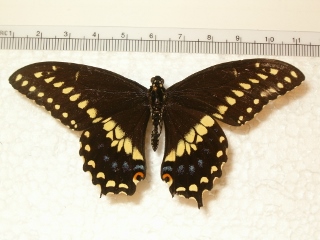 Papilio polyxenes (m) (320x240).jpg