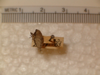 Alsophila pometaria (320x240).jpg