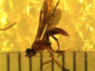 Agathidinae specimen 2 side (320x240).jpg