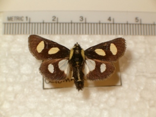 Alypia octomaculata (320x240).jpg