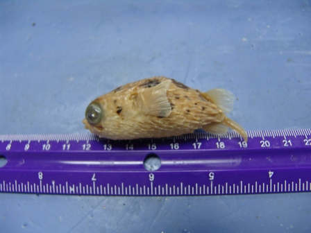 Long Spine Porcupine Fish.JPG