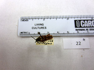 Typocerus velutinus.jpg