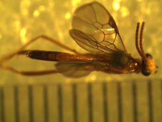 Homolobinae specimen 1 (320x240).jpg