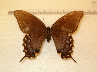 Papilio glaucus (dark f) (320x240).jpg