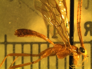 Homolobinae specimen 1 side (320x240).jpg