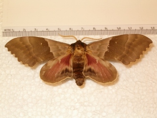 Pachysphinx modesta (320x240).jpg