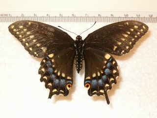 Papilio polyxenes (f) (320x240).jpg