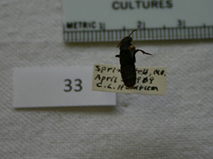 Playdracus maculatus.jpg