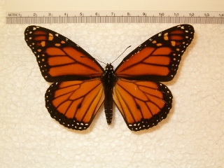 Monarch (320x240).jpg