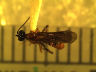 Agathidinae specimen 2 (320x240).jpg