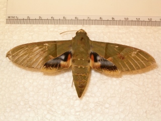 Eumorpha labruscae (320x240).jpg