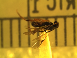 Microgastirinae specimen 1 (320x240).jpg
