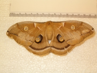 Antheraea polyphemus (320x240).jpg