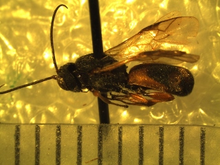Cheloninae specimen 4 side (320x240).jpg