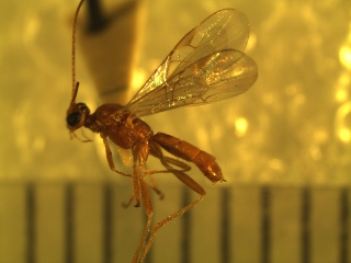 Homolobinae specimen 2 side (320x240).jpg