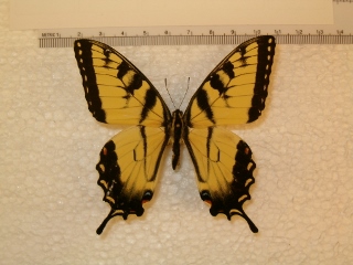Papilio glaucus (m) (320x240).jpg