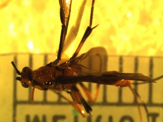 Agathidinae specimen 1 (320x240).jpg