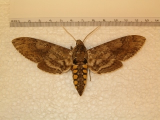 Manduca sexta (320x240).jpg
