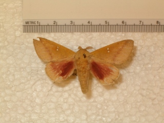 Sphingicampa bicolor (320x240).jpg