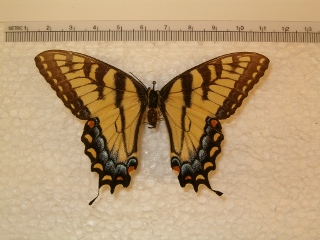 Papilio glaucus (light f) (320x240).jpg