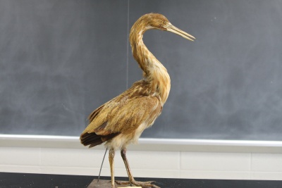 Bittern.JPG