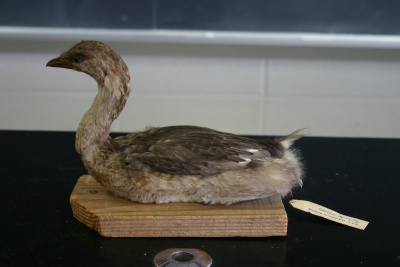 Piedbilled.jpg