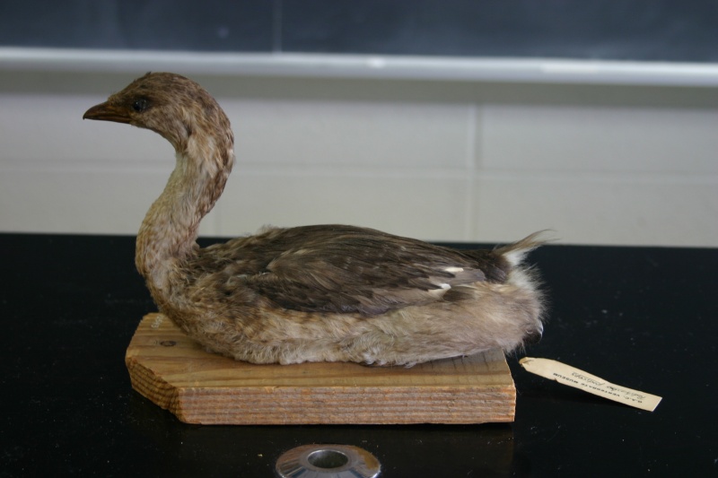 File:Piedbilled.jpg