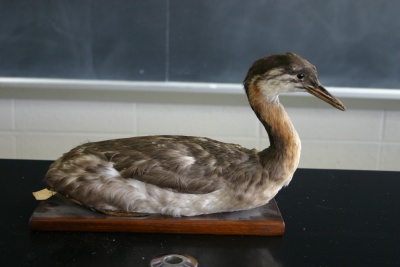Rednecked.jpg