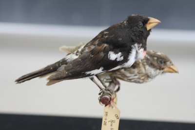 Rosegrosbeak.JPG