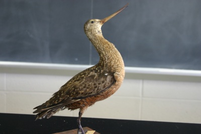 Godwit.jpg