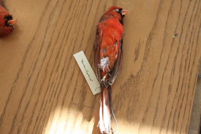 Cardinal1.JPG