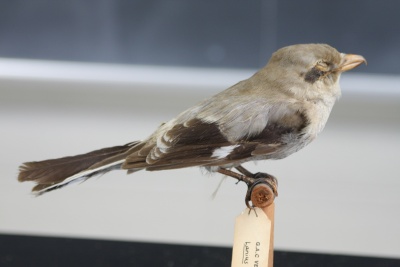 Shrike.JPG