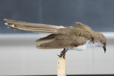 Blackbilled.JPG