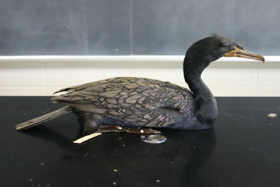 Cormorant.jpg