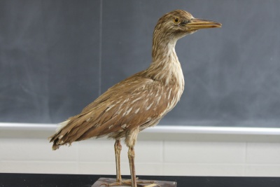 Heron.JPG