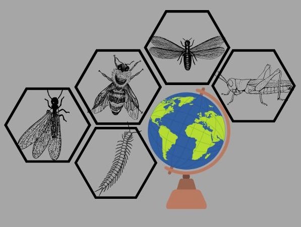 
How Insects Experience the World

