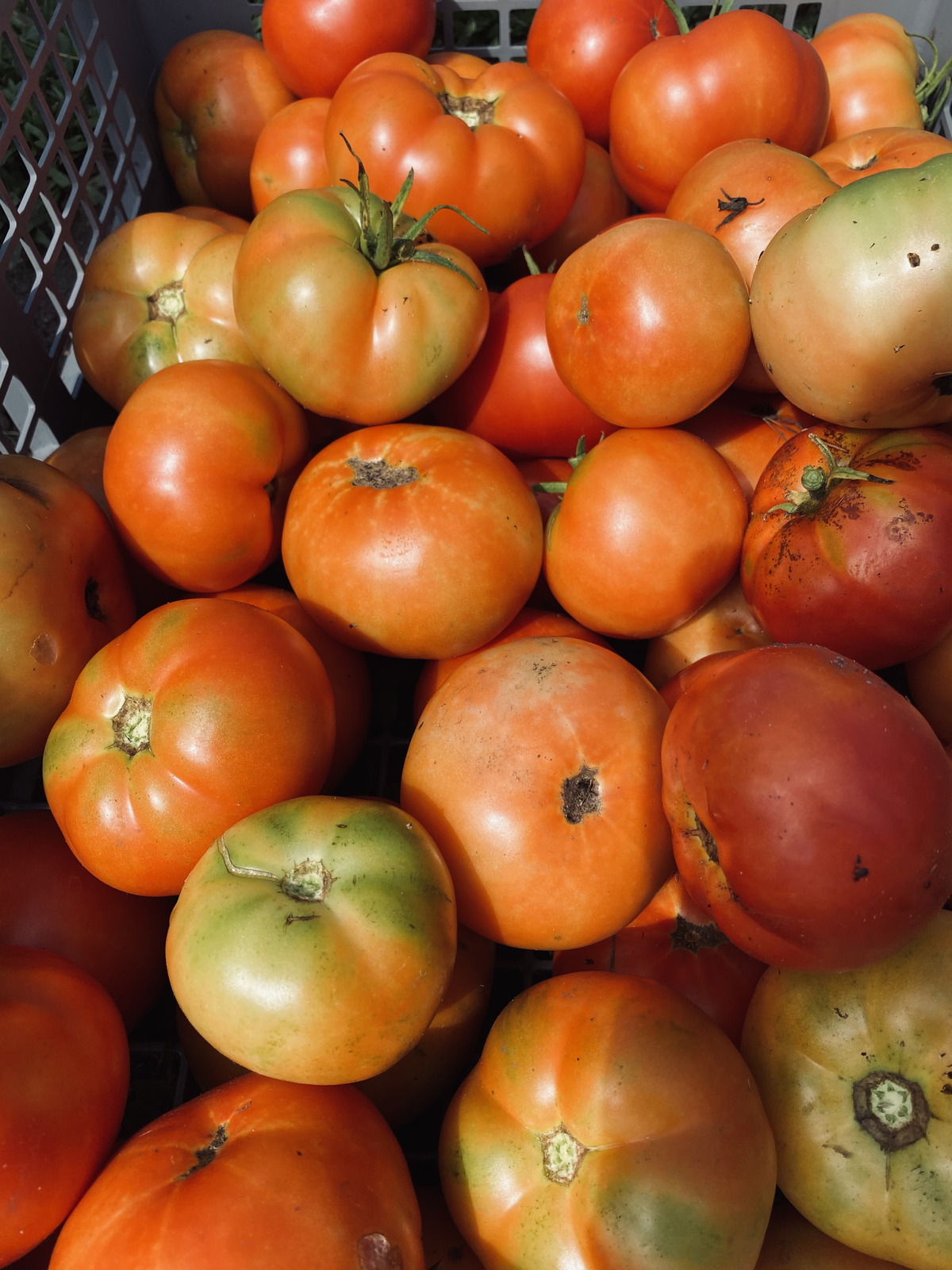 Tomatoes grown at Big Hill Farm.