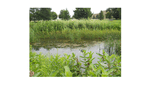 Photo gallery image named: arb-pond-2013.gif