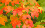 Photo gallery image named: fall-leaves.jpg