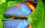 Photo gallery image named: 576px-malaysia_-_penang_butterfly_gardens_-_26_(5208368737).jpg