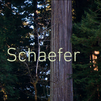 A Tree Grows in Schaefer Gallery