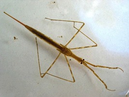 water scorpion